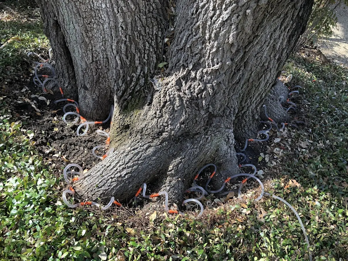 Detailed Tree Cabling and Bracing job site in Bryn Mawr