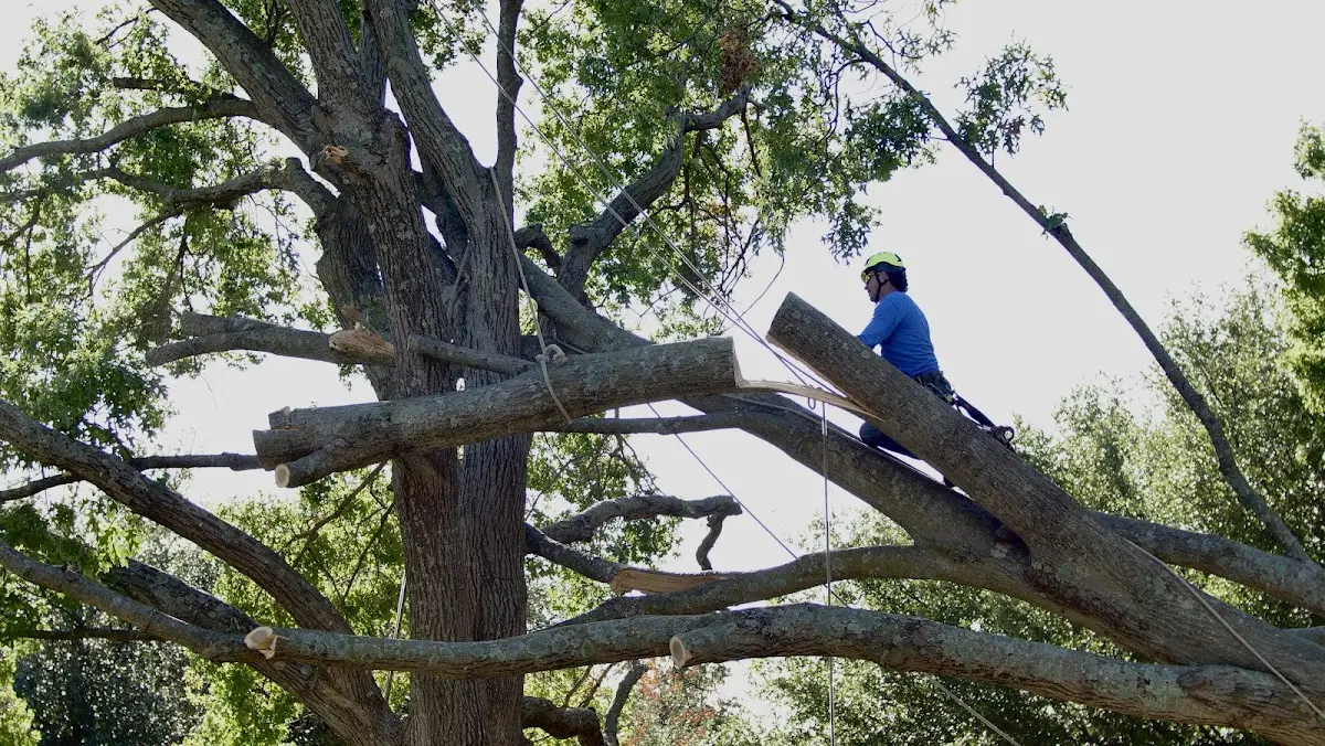 Professional Hazardous Tree Removal performed by certified arborists in Bryn Mawr