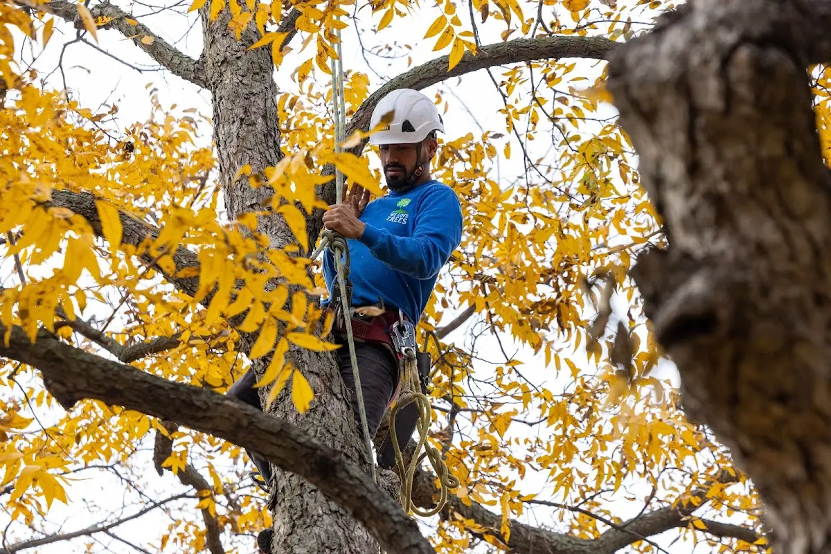 Skilled Tree Pruning crew working in Bryn Mawr